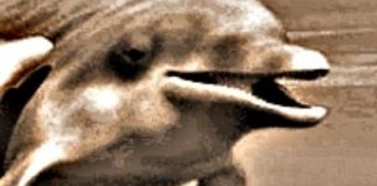 El delfín de Baco (¡VÍDEO EMOCIONANTE: UN DELFÍN HERIDO PIDE AYUDA)