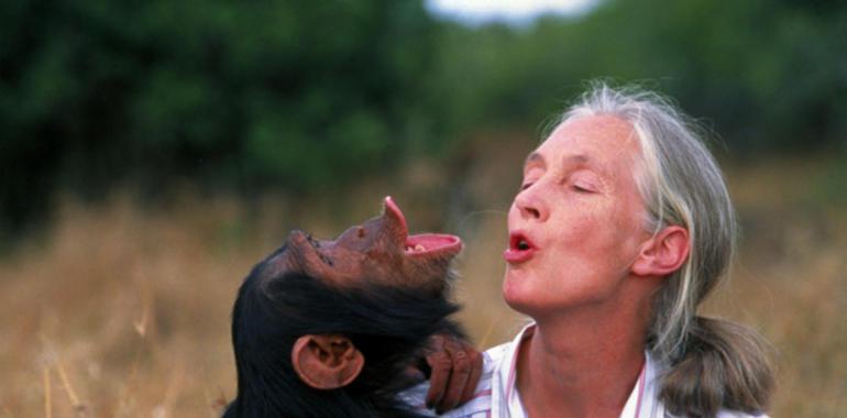 Jane Goodall visitará el Museo de la Evolución Humana y los yacimientos de Atapuerca en febrero