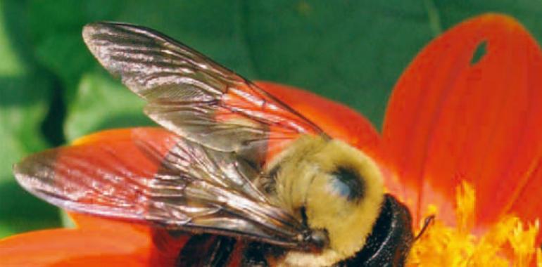 Greenpeace aplaude la iniciativa de la CE para vetar los pesticidas peligrosos para las abejas