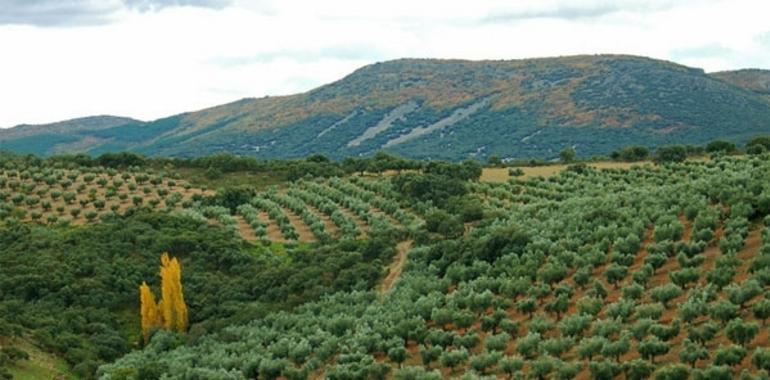 Castilla La Mancha. La política forestal retrocede 150 años