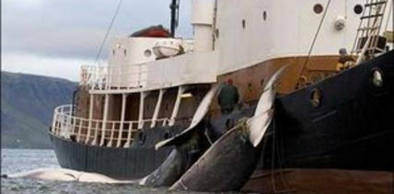Ecuador se opone a la “caza científica de ballena” que ejerce Japón