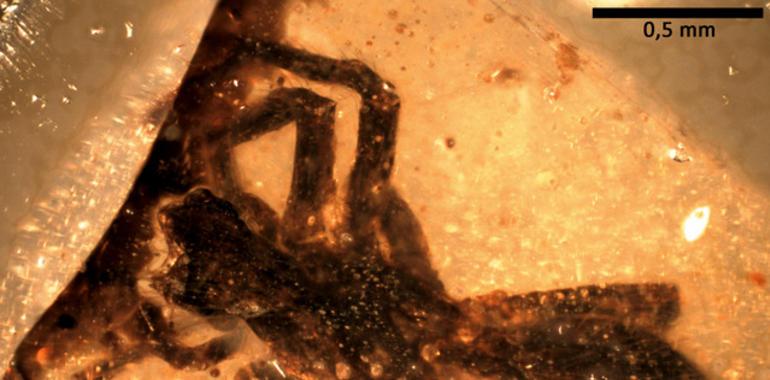 Una nueva araña fósil emerge del tesoro ambarino de El Soplao