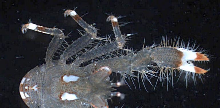 Catalogan un género nuevo de crustáceo y cinco nuevas especies 