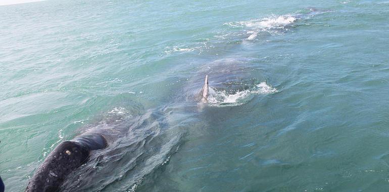 México rechaza la caza científica de ballenas