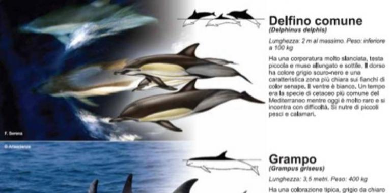 I Jornadas   sobre   cetáceos en  el  noroeste  y  norte  peninsular
