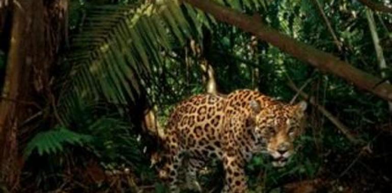  Impresionante foto de un Jaguar en Ecuador es la foto del día de National Geographic
