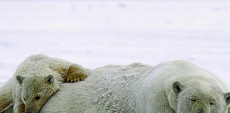Greenpeace muestra los efectos del cambio climático ártico en Asturias