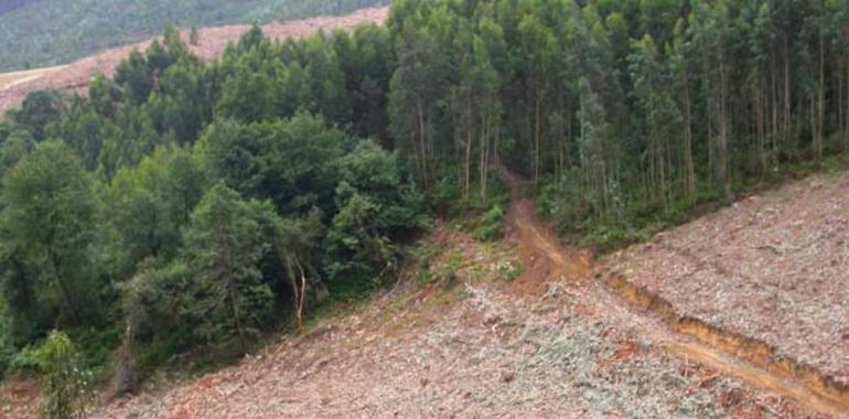 El PP reclama un plan para aprovechar la biomasa forestal en Asturias como energía