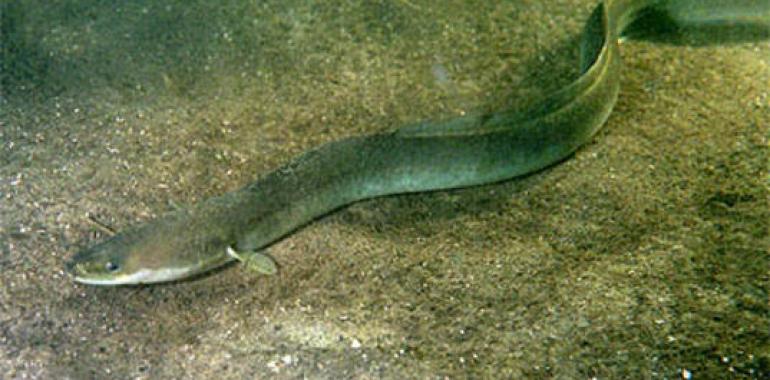 La Asociación de Pescadores del Carrual busca recuperar y conservar la anguila y su hábitat