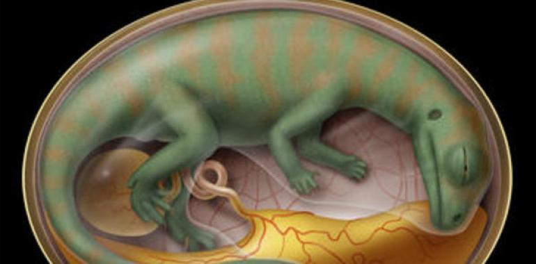 Encuentran los restos orgánicos más antiguos en embriones de dinosaurios 
