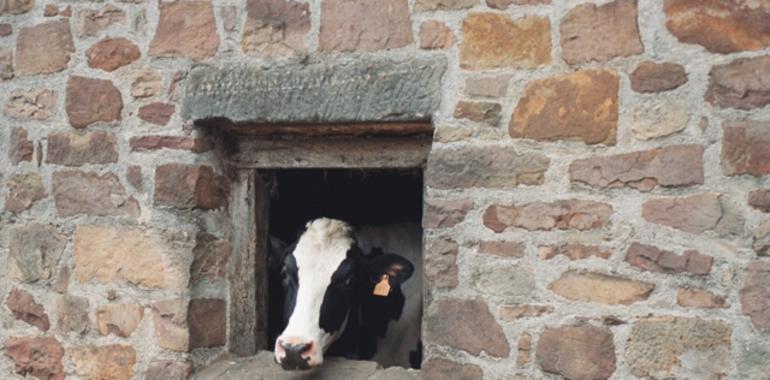 Campo: “El impago de ayudas compromete la cuantía futura de la producción lechera en Asturias”