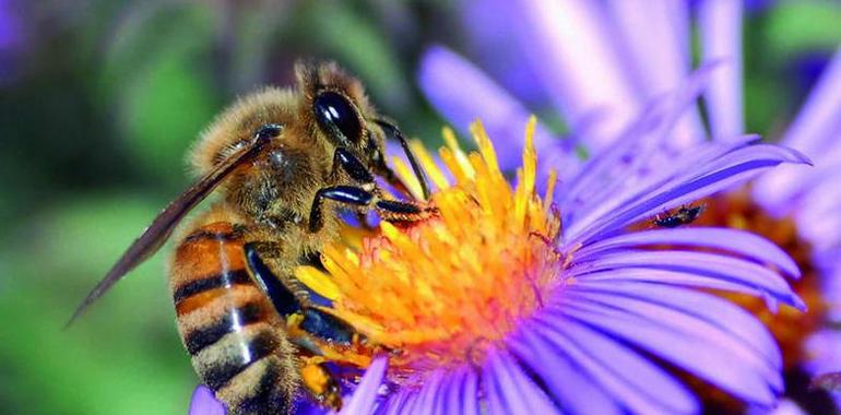 Europa acuerda proteger a las abejas de los plaguicidas tóxicos