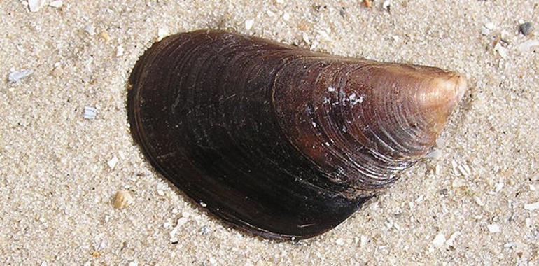 Cantabria prohibe la extracción de moluscos bivalvos en todo el litoral por la `marea roja