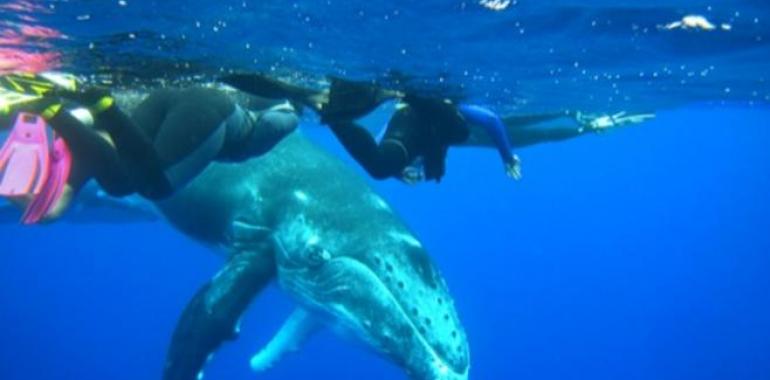 Con ballenas jorobadas en Isla Rurutu