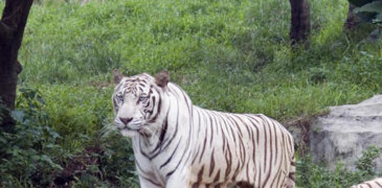 Desvelado el misterio del tigre blanco: Un gen específico