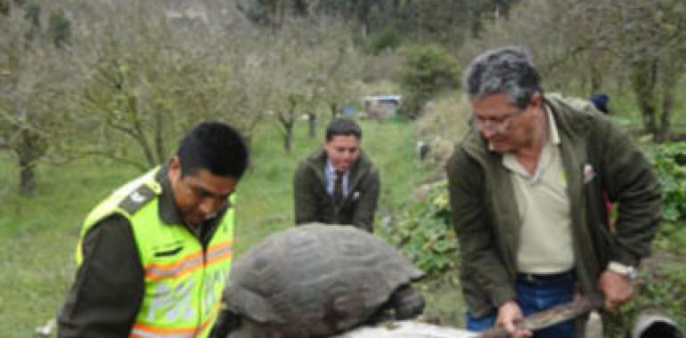 Tortuga de Galápagos rescatada en Ambato