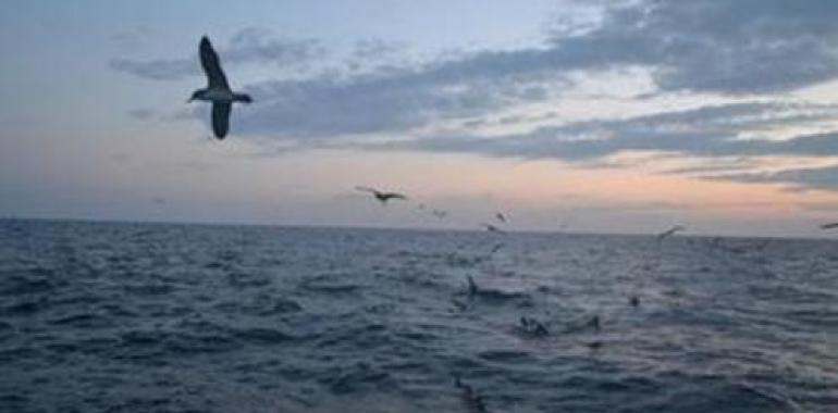 Campaña científica para reducir capturas accidentales de aves marinas durante la pesca