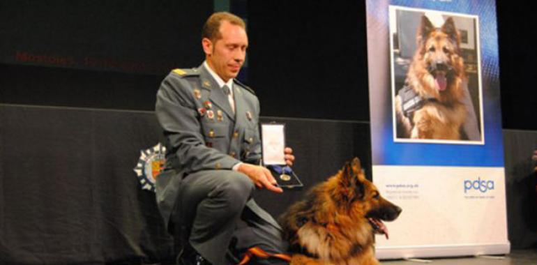 Ajax, un perro condecorado por sus servicios relevantes 