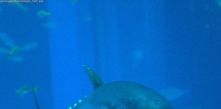 Investigan la biología trófica del atún rojo para lograr una gestión sostenible
