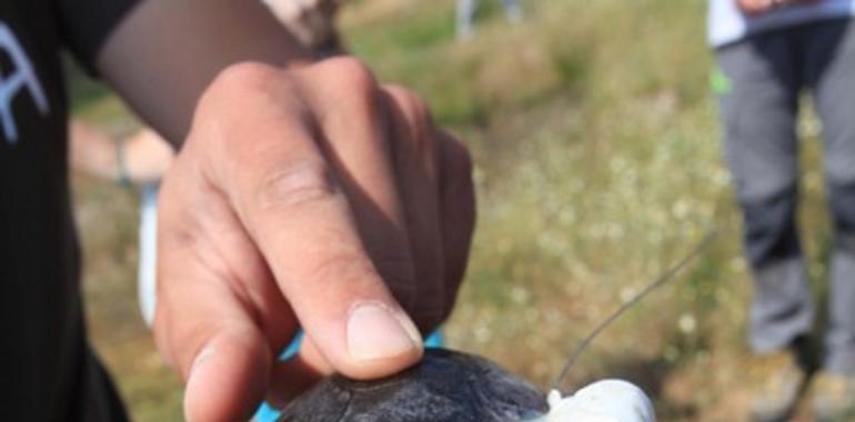 Sueltan ejemplares de galápago europeo para favorecer la recuperación de la especie en Madrid