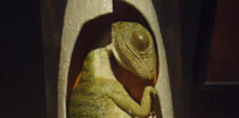 El “nacimiento” de un dinosaurio, en el Museo del Jurásico de Asturias