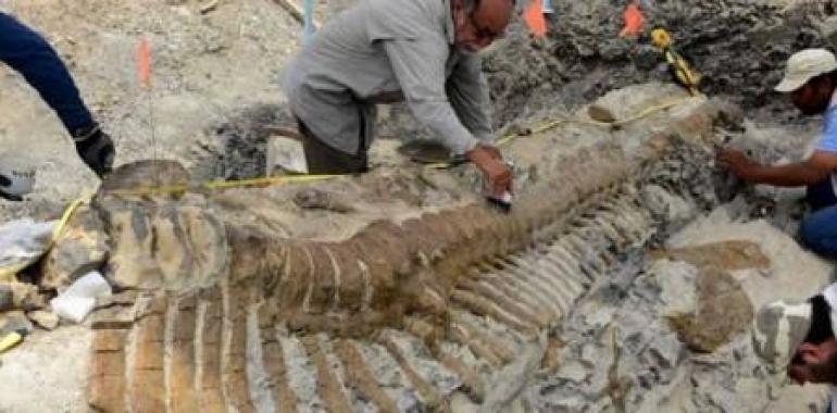 Recuperan la primera cola de dinosaurio descubierta en México