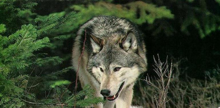 Campo: “La Consejería oculta sospechosamente los ejemplares de lobo abatidos"