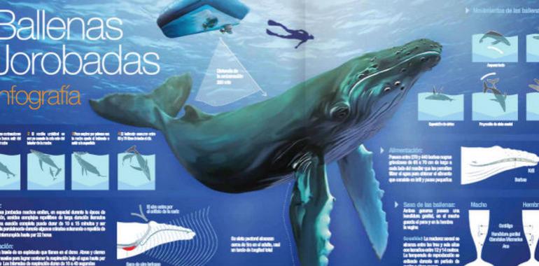 Guía para observar ballenas jorobadas 