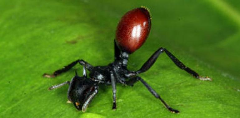 El altruismo en las hormigas y la manipulación materna