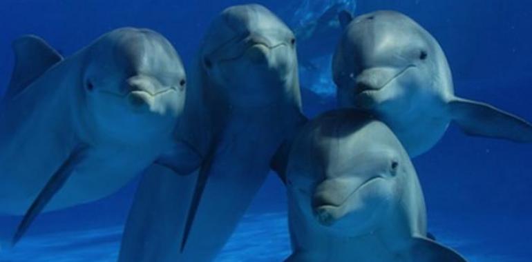 La indiscriminada muerte de delfines que se lleva a cabo año tras año en la bahía de Taiji en Japon 