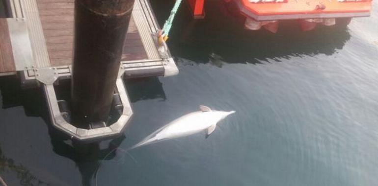Una familia de delfines muerta por artes de pesca y diseminada por el occidente asturiano 