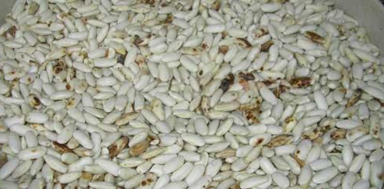 El SERIDA informa sobre las nuevas variedades de faba de la Granja en Argüelles, Siero