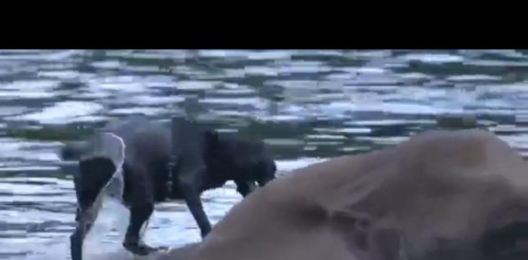 La tierna amistad entre la perrita Belle y el elefante Buble (VÍDEO)