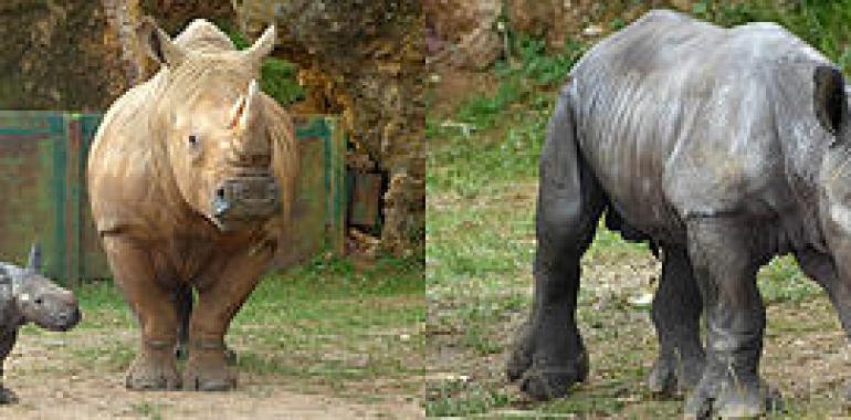 Nace un rinoceronte macho en Cabárceno