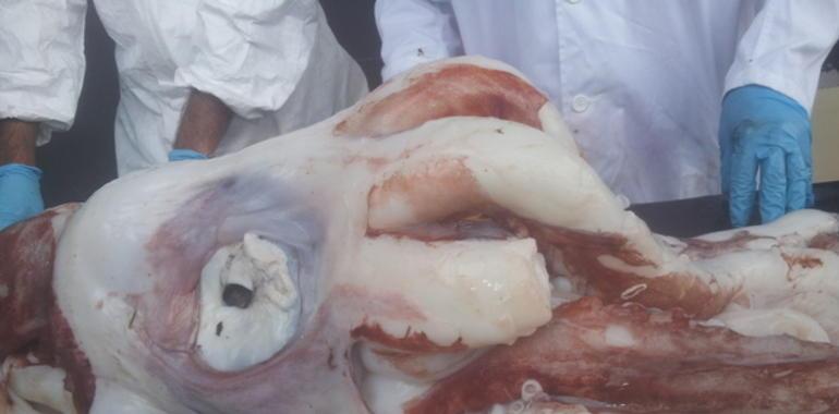 El calamarón de Merón murió asesinado por un congénere monstruosu
