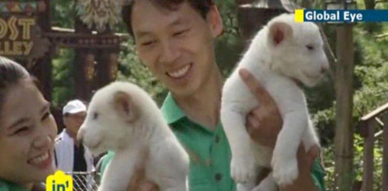 Nacen dos leones blancos en un zoológico de Yongin VÍDEO