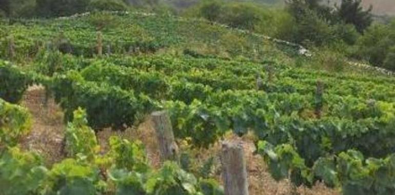 Más Vino Menos CO2: 13 bodegas españolas certifican su Huella de Carbono