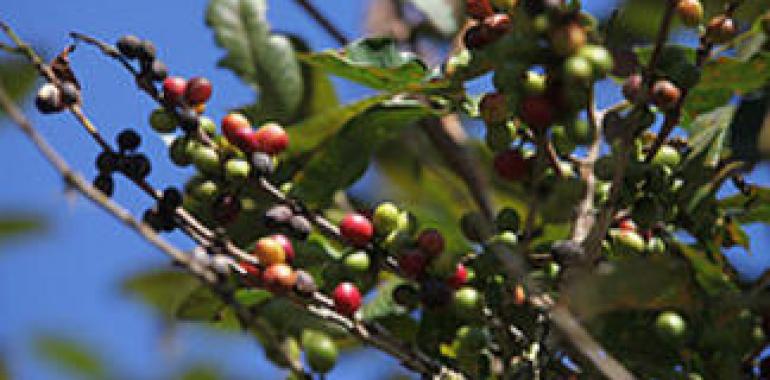 360 kilos de semilla para reactivar el café en Cotopaxi 