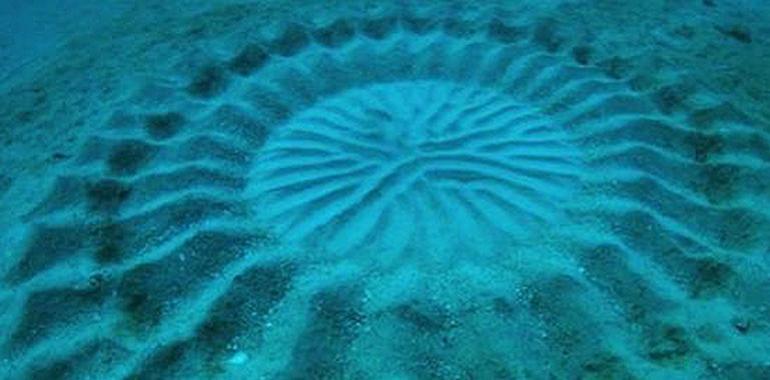 Reveláu’l misteriu de los círculos nel suelu submarín