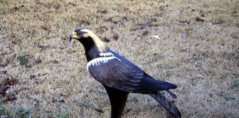 El águila imperial supera las 400 parejas en la Península 
