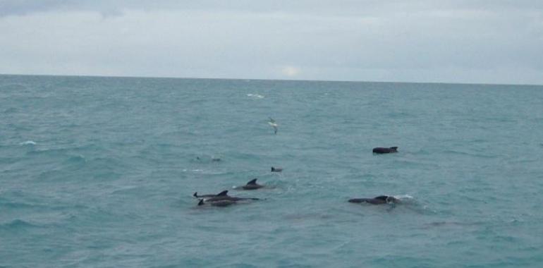 Relevancia mundial del híbrido fértil de cetáceo investigado en Asturias