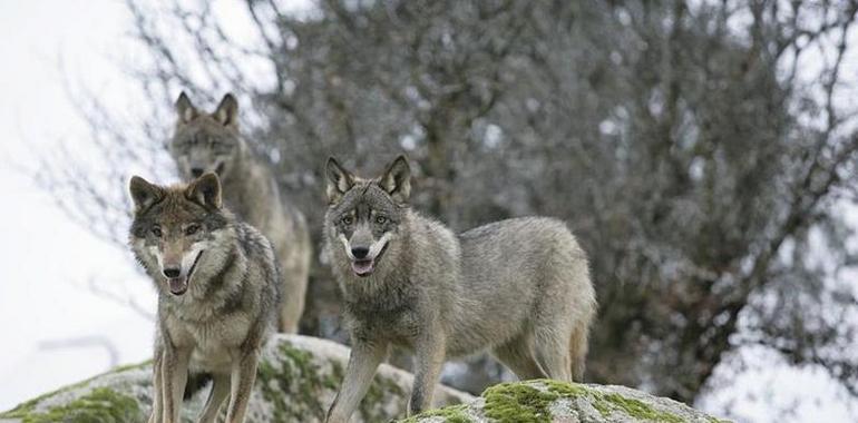 La muerte de dos vacas por un nuevo ataque de lobos en Salas 
