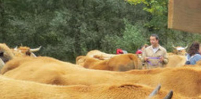 Apoyo de las organizaciones agrarias a los ganaderos afectados por la deuda de ASCAR