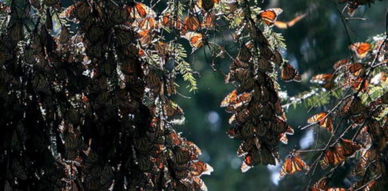 Alarma ante la drástica reduccion de ejemplares de mariposa Monarca en su llegada a México