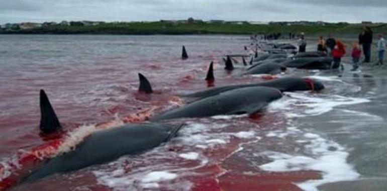Mueren 10 ballenas en aguas bajas al sureste de Estados Unidos y peligran 40 más