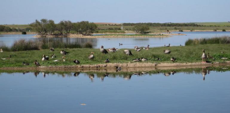 El frío llena de aves las lagunas de Villafáfila
