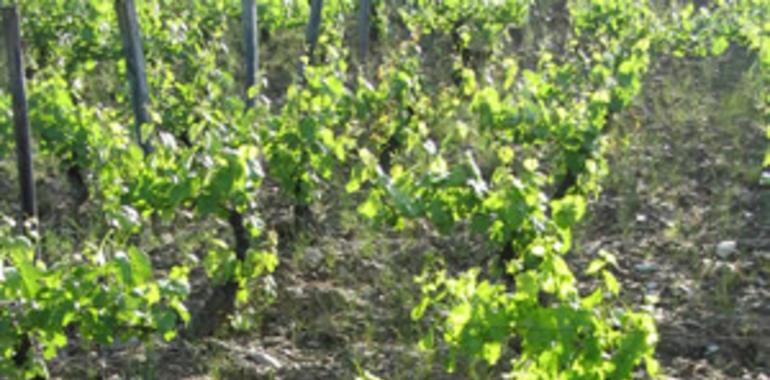 Catalogados más de mil ejemplares de 55 variedades de vid vinífera en Asturias y Galicia