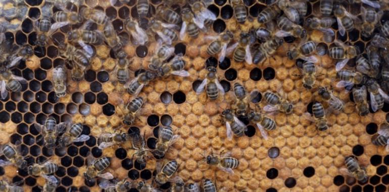 El temor a la avispa asiática crece entre los apicultores de Cangas del Narcea