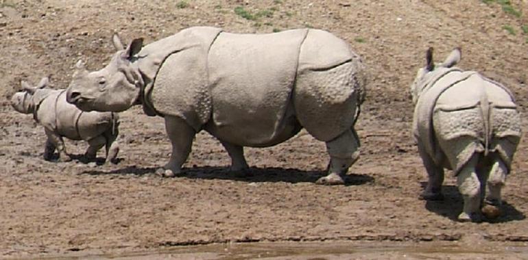Investigadores del CSIC usan drones para detectar la caza furtiva de rinocerontes en África