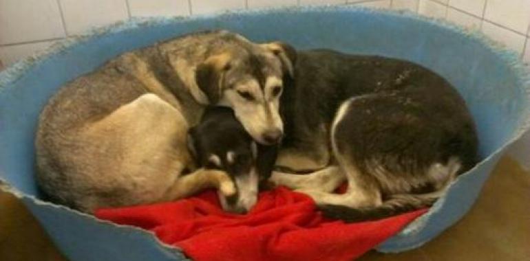 Rescatados 19 perros que vivían con un presunto maltratador en Sabadell